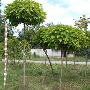 Катальпа бігнонієвидна Нана (куляста) Катальпа бигнониевидная Нана