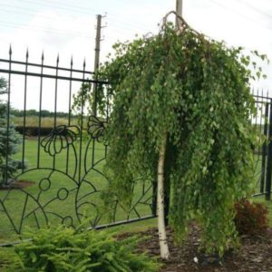 Береза бородавчаста (плакуча) Юнги