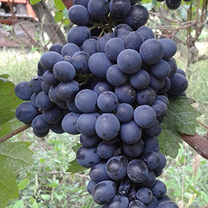 Виноград