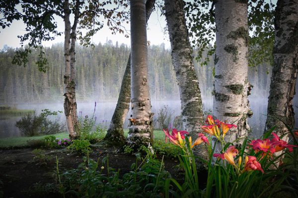 Береза бородавчаста