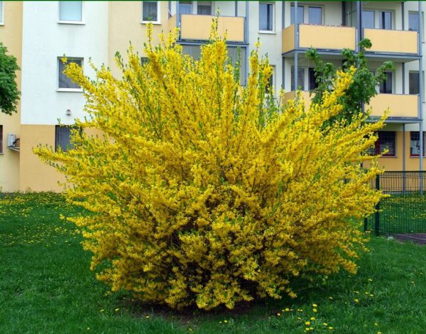 Форзиція середня