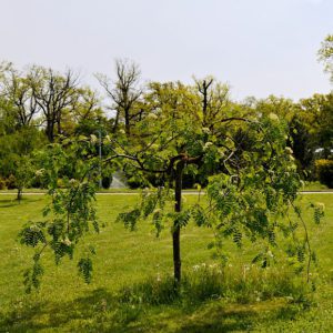 Горобина звичайна плакуча