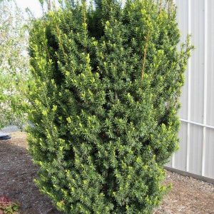 Тис середній 'Хіксі' Taxus media 'Hicksii'