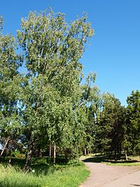 Береза поникла