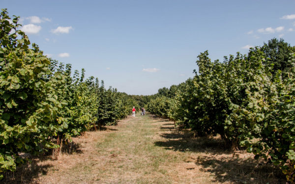 Фундук (кущі)