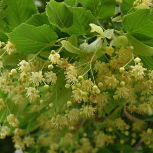 Липа дрібнолиста (серцевидна)
