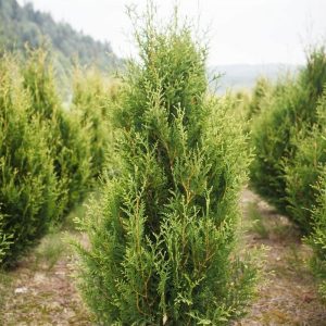 Туя західна Aureospicata (золотистокінчикова)