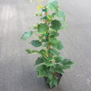 Дівочий виноград (плющевидний, тризагострений) форма Вічі