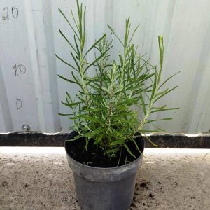 Лаванда вузьколиста