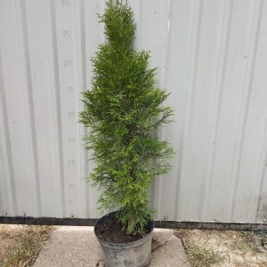 Туя західна Смарагд