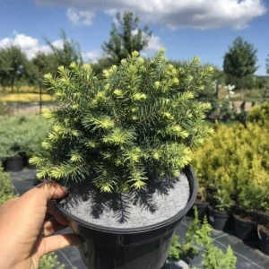Ялина звичайна Нідіформіс Picea abies Nidiformis