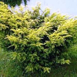 Тис ягідний Елегантісіма Taxus baccata Еlegantisima