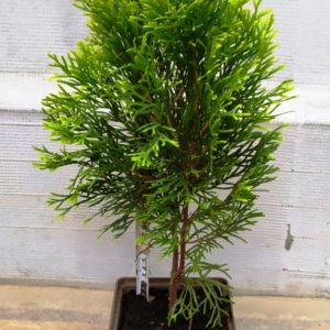 Туя західна Голден Смарагд Thuja occidentalis Golden Smaragd