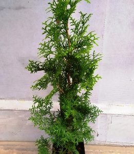 Туя західна колоновидна Колумна Thuja occidentalis fastigiata Columna