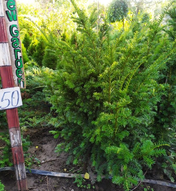 Тис ягідний Елегантісіма Taxus baccata Еlegantisima - Зображення 2