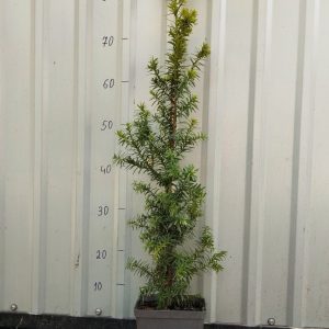 Тис середній Хіллії Taxus media Hillii