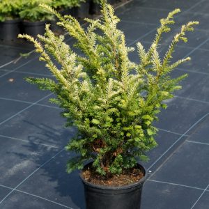 Тис ягідний Елегантісіма Taxus baccata Еlegantisima