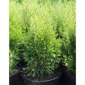 Туя західна “Смарагд Вітбонд” Thuja occidentalis “Smaragd Witbont”