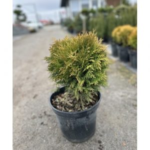 Туя західна "Хозері"  Thuja occidentalis “Hoseri”