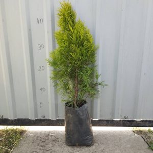 Туя західна Голден Смарагд Thuja occidentalis Golden Smaragd