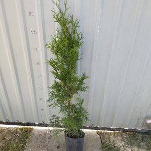 Туя західна колоновидна Колумна Thuja occidentalis fastigiata Columna