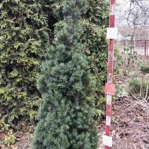 Тис середній Хіллі Тис средний Хиллии Taxus media Hillii