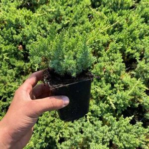 Ялівець лежачий Нана      Juniperus procumbens Nana
