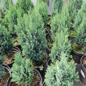 Ялівець китайський Стрікта