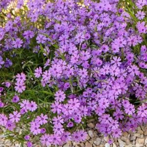 Флокс шиловидний Пурпл Б’юті (фіолетовий)    Phlox subulata Purple Beauty