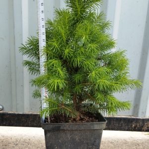Ялина канадська Коніка   Picea glauca Conica