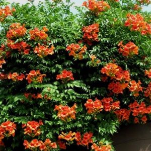 Кампсис укорінливий, Кампсис укореняющийся, Campsis radicans