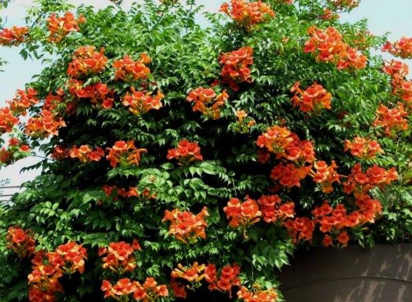 Кампсис укорінливий, Кампсис укореняющийся, Campsis radicans