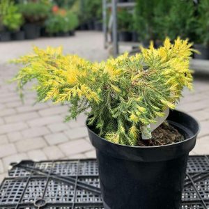 Ялівець середній / пфітцеріана Голд Стар Можжевельник средний / пфитцериана Голд Стар Juniperus media / pfitzeriana Gold Star