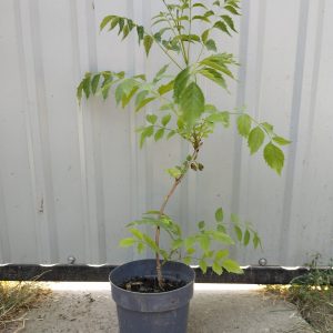 Кампсис укорінливий, Кампсис укореняющийся, Campsis radicans