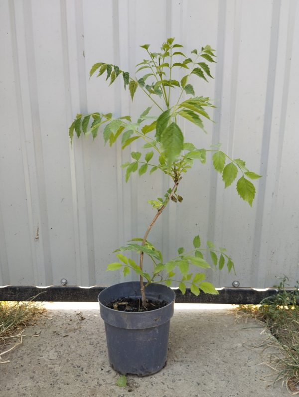 Кампсис укорінливий, Кампсис укореняющийся, Campsis radicans - Зображення 2