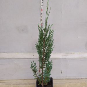 Ялівець скельний Блю Ерроу / Блю Арроу Можжевельник скальный Блю Эрроу / Блю Арроу Juniperus scopulorum Blue Arrow