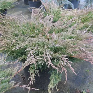 Ялівець горизонтальний Андорра Компакт  Можжевельник горизонтальный Андорра Компакт  Juniperus horizontalis Andorra Compact