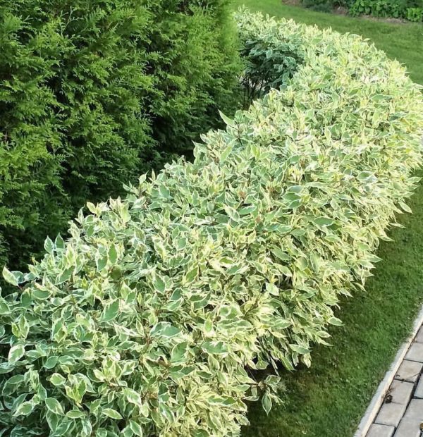Дерен білий Елегантіссіма Дерен белый Элегантиссима Cornus alba Elegantissima - Зображення 2