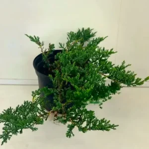 Ялівець горизонтальний Принц Уельський Можжевельник горизонтальный Принц Уэльский  Juniperus horizontalis Prince of Wales