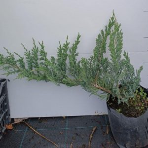 Ялівець горизонтальний Блю Чіп / Блу Чіп Можжевельник горизонтальный Блю Чип / Блу Чип  Juniperus horizontalis Blue Chip