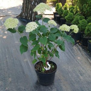 Гортензія деревовидна Аннабель (біла) Гортензия древовидная Аннабель  Hydrangea arborescens Annabelle