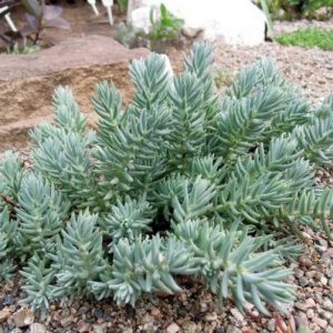 Очиток блакитний/Sedum reflexum blue Блакитний килим