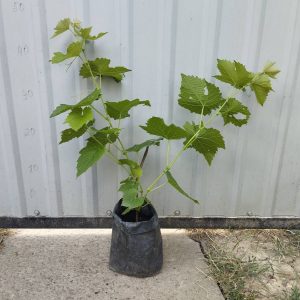 Виноград їстівний