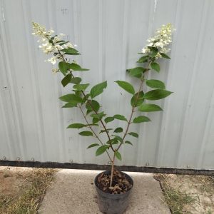 Гортензія волотиста Ванілла Фрейз   Ренні   Гортензия метельчатая Ванилла Фрейз   Ренни   Hydrangea paniculata Vanille Fraise  Renhy