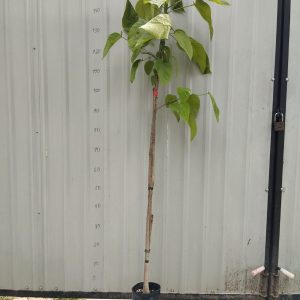 Катальпа чудова (Catalpa speciosa)