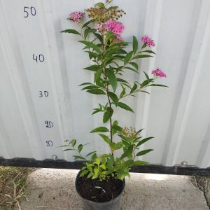 Спірея японська Ентоні Ватерер (рожева)  Спирея японская Энтони Ватерер (розовая)  Spiraea japonica / bumalda Anthony Waterer