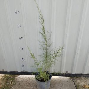 Тамарикс галузистий (Гребінщик) Tamarix ramosissima/odessana Тамарикс ветвистый