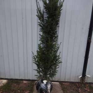 Тис ягідний ширококолоновидний