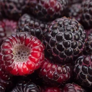 Малина - ожина Кумбенленд