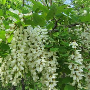 Акація біла, Robinia pseudoacacia